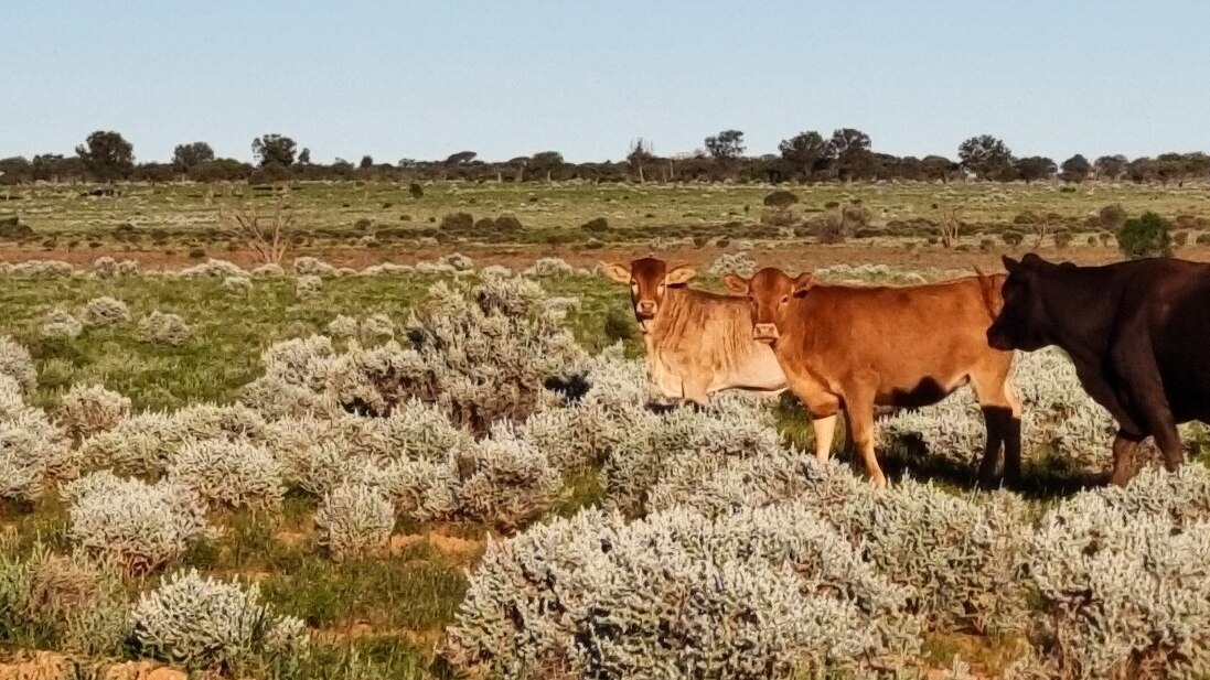record rainfall like 'oxygen itself' for nullarbor pastures as farmers restock after long dry spell