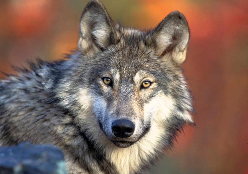 wisconsin judge dismisses lawsuit challenging state's new wolf management plan