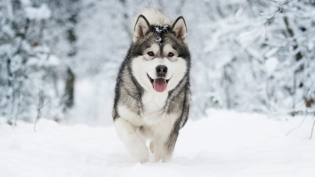 <p><strong>Built for the Cold:</strong> Alaskan Malamutes are robust dogs with a history of living in harsh, cold climates, where they often dug into the snow to create shelter. This instinct can translate into digging into your lawn or garden to find a cool resting place during the summer months or just for fun.</p> <p><strong>Cool and Occupied:</strong> Provide your Malamute with a designated cool resting spot, like a shaded sandbox, where they can dig without destroying your garden. Regular vigorous exercise and activities that cater to their strength, like weight pulling or hiking, can help them manage their natural digging instincts.</p>