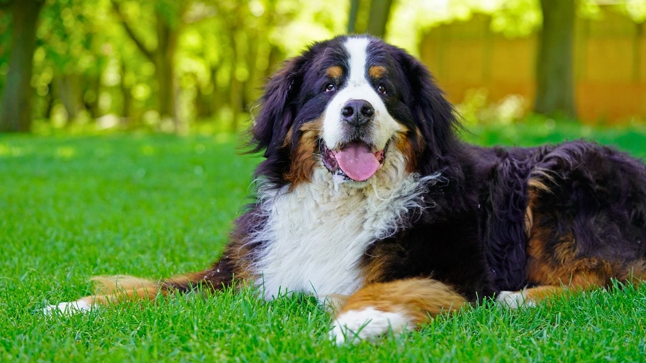 <p>With their tricolored, thick coats and gentle eyes, Bernese Mountain Dogs come with a 50% likelihood of cancer mortality². This statistic sheds light on the reality behind their fluffy exterior. Lymphoma and histiocytic sarcoma are among the most common cancers that afflict this breed, leading to this high mortality rate.</p> <p>For owners of Bernese Mountain Dogs, being proactive about their health is key. Awareness of symptoms and routine health screenings can make a significant difference in their quality of life.</p>