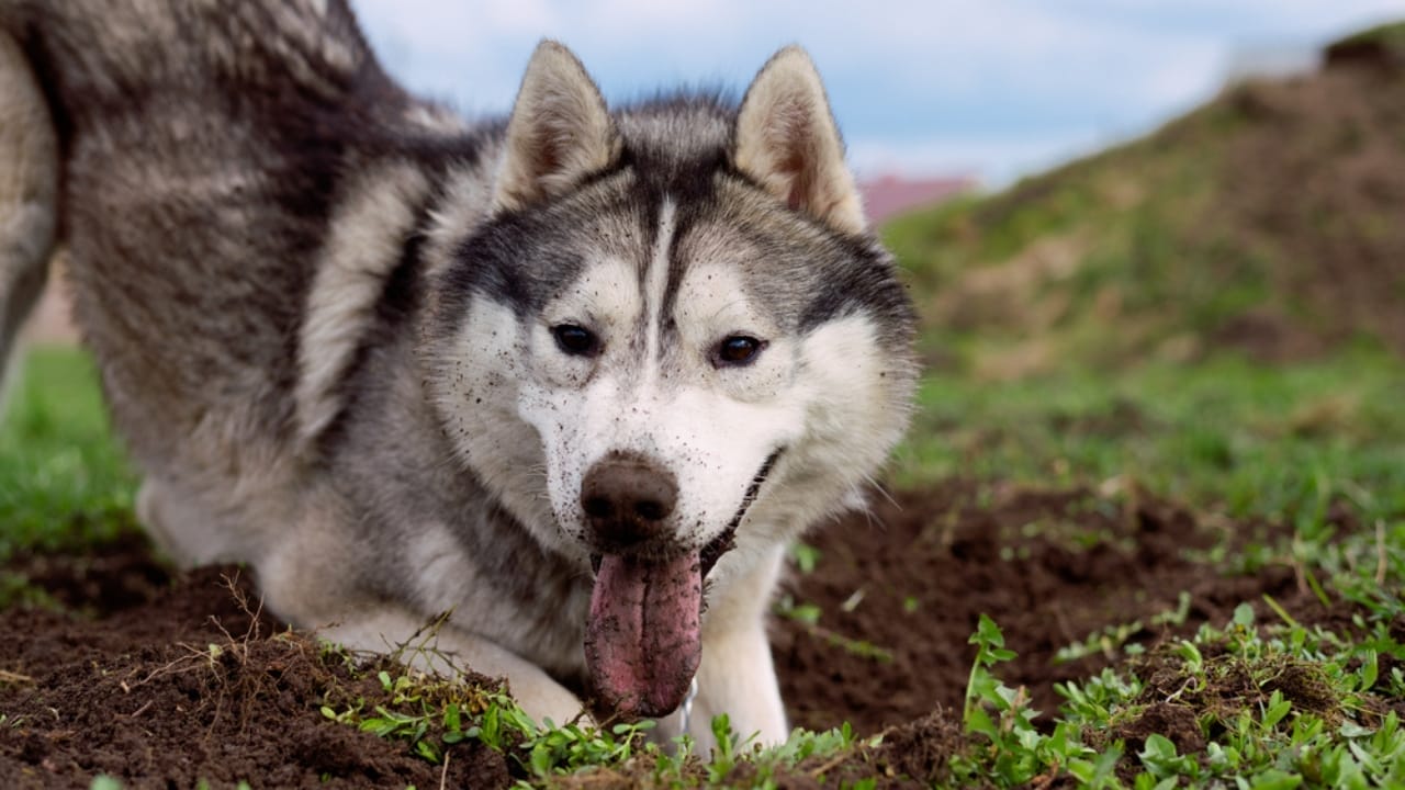 <p><strong>Born to Run—and Dig:</strong> Siberian Huskies dig for several reasons: to uncover cooler spots during warm weather, to burn off excess energy, or simply for entertainment. Their history as sled dogs in cold climates means they are used to altering their environment to suit their needs, which can translate to recreational <a href="https://thenatureofhome.com/end-your-dogs-yard-digging-days-with-this-brilliant-solution/">digging in your yard</a>.</p> <p><strong>Exercise is Key:</strong> Keeping a Husky busy is crucial. They require ample physical exercise and mental stimulation to prevent destructive behaviors, including digging. Engaging them in high-energy games, regular runs, and agility training can help mitigate their need to excavate your garden.</p>