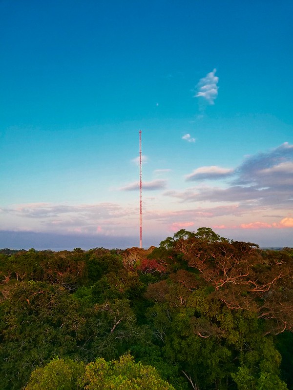 amazon, atto: estrutura de pesquisa na amazônia é mais alta que a torre eiffel