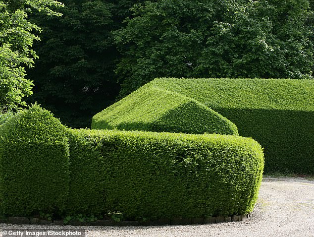 hardy privet hedges are undergoing a nostalgic revival