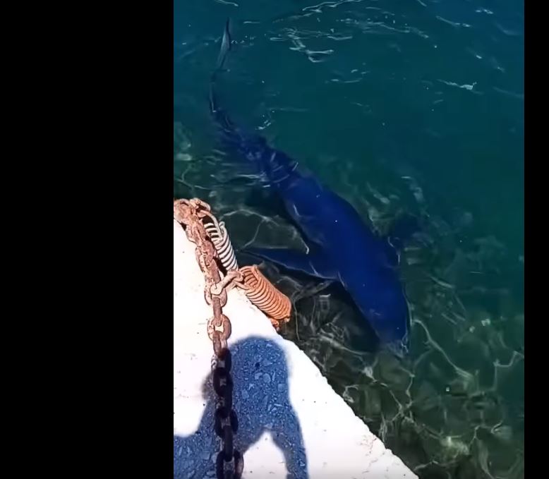 βίντεο: καρχαρίας στην μαρίνα της γλυφάδας