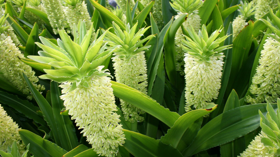 nádherné letní cibuloviny z dob našich babiček, které skoro nikdo nezná: vysaďte si letní hyacint, ananasovou lilii nebo křín