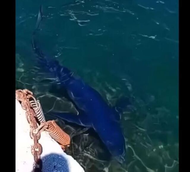 καρχαρίας έκανε βόλτες στη μαρίνα της γλυφάδας – δείτε βίντεο