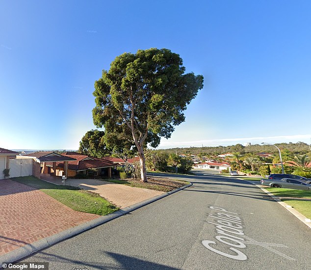 residents divided over whether to keep or remove last mature gum tree