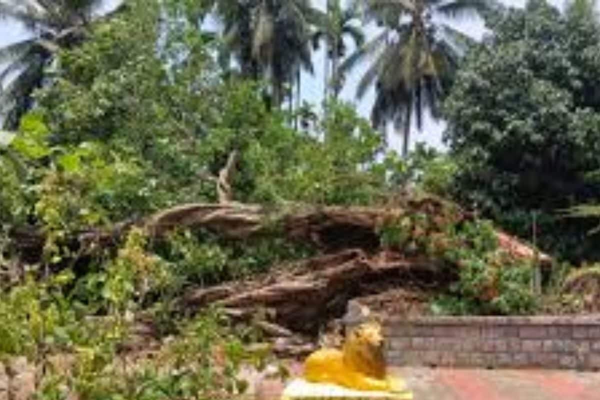 in karnataka's udupi, 800-year-old tree uprooted