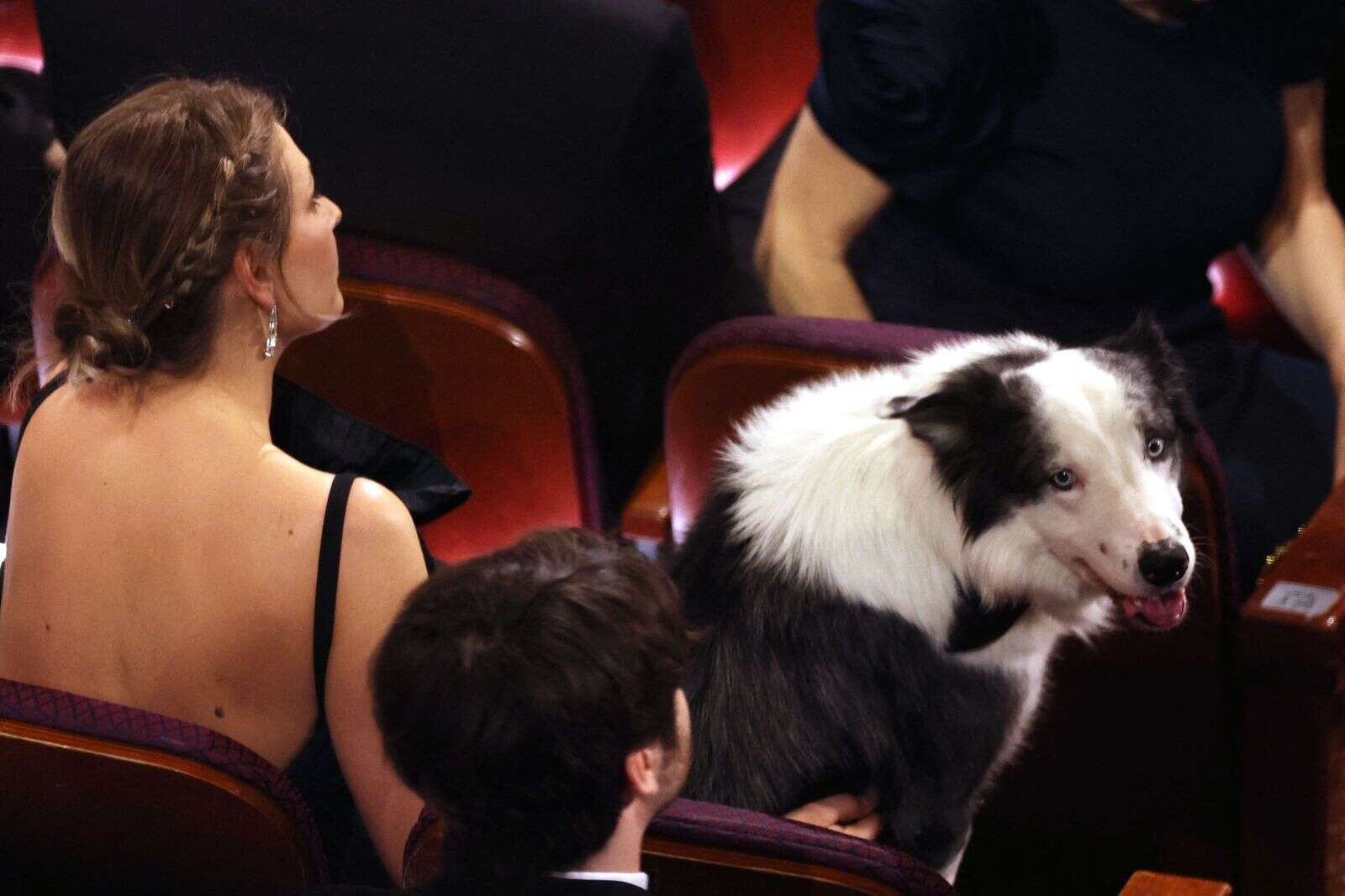 'actor' dog messi to 'interview' stars on cannes red carpet
