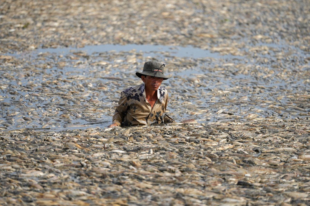 hunderttausende fische sterben in vietnam: warum deshalb jetzt die kaffeepreise steigen könnten