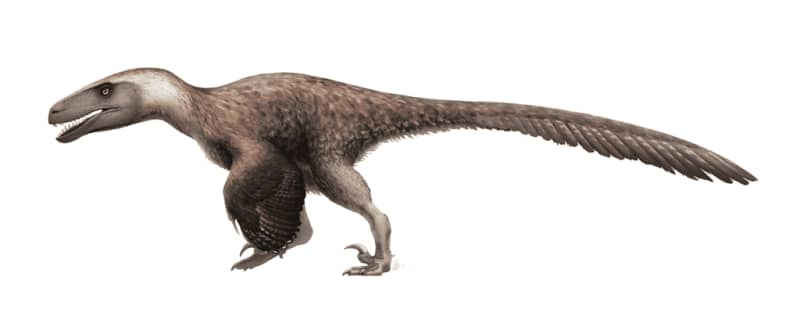 the 16 fastest dinosaurs: the speed demons of the mesozoic