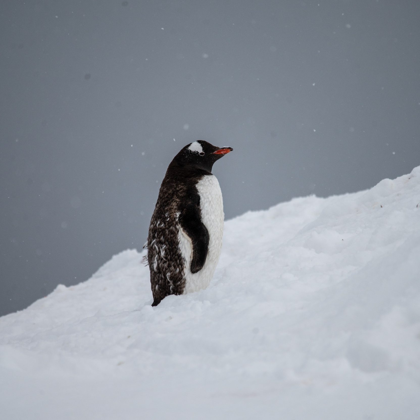 the greatest antarctic survival story (almost) never told