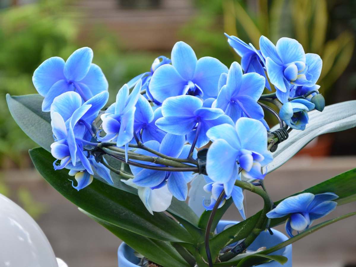 orchidée bleue : est-ce une teinture ou sa couleur naturelle ?