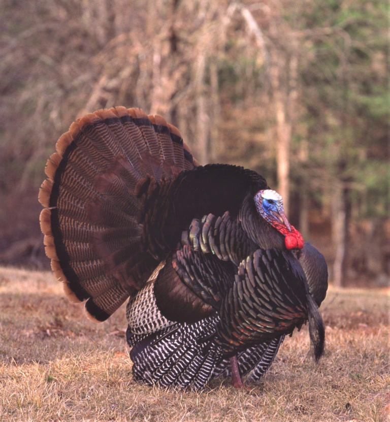 Missouri hunters harvest more than 47,000 turkeys in spring season ...