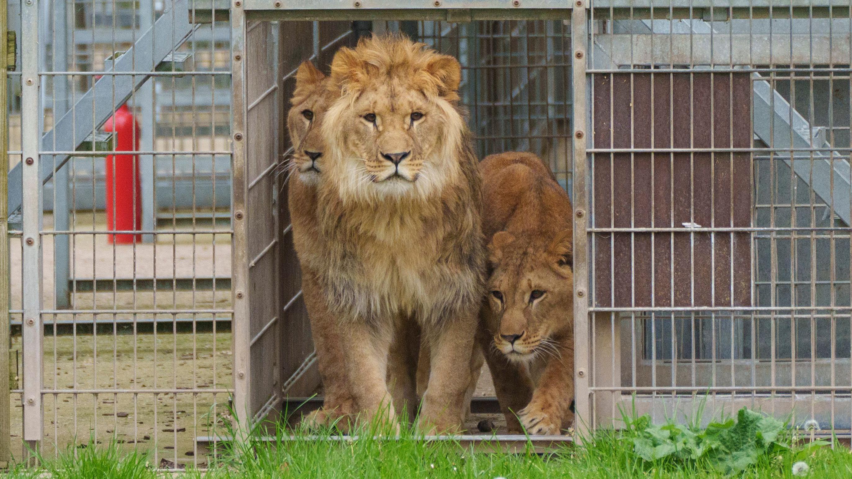 rescued ukrainian lions start new life in doncaster