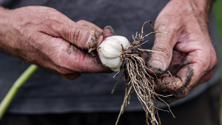 why you should plant garlic around your patio