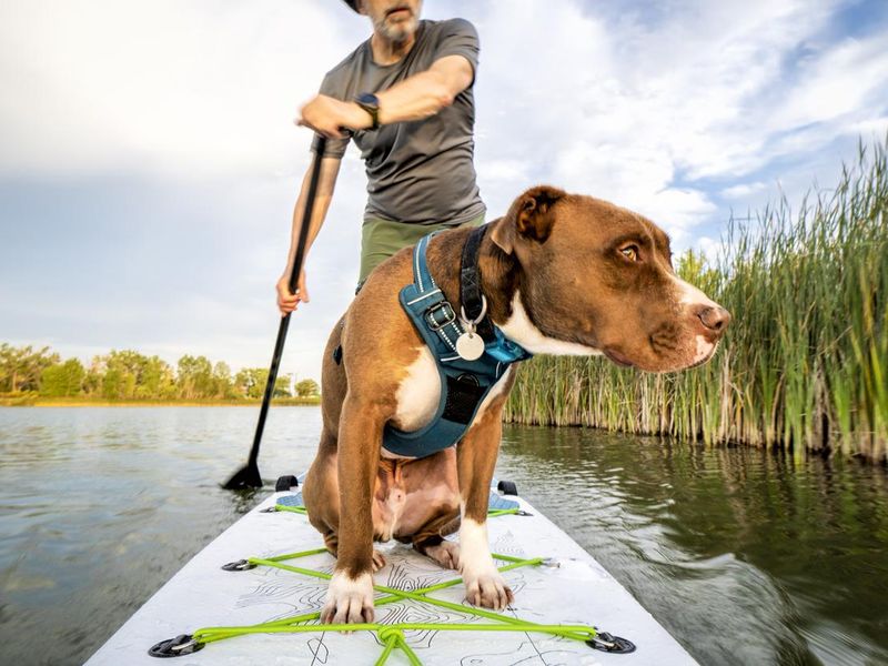 30 best dog activities to do with your pup