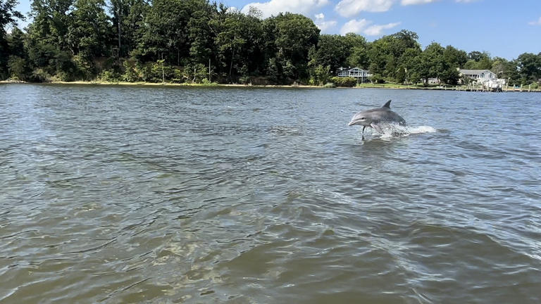 Community-Driven App Reveals Dolphin Patterns in Chesapeake