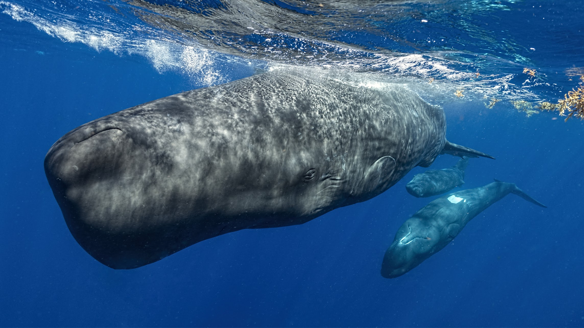 sperm whales may have their own 'alphabet'