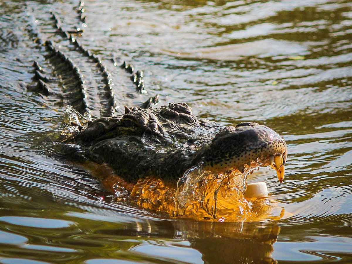 madre lanza a su hijo discapacitado de seis años a un río infestado de cocodrilos