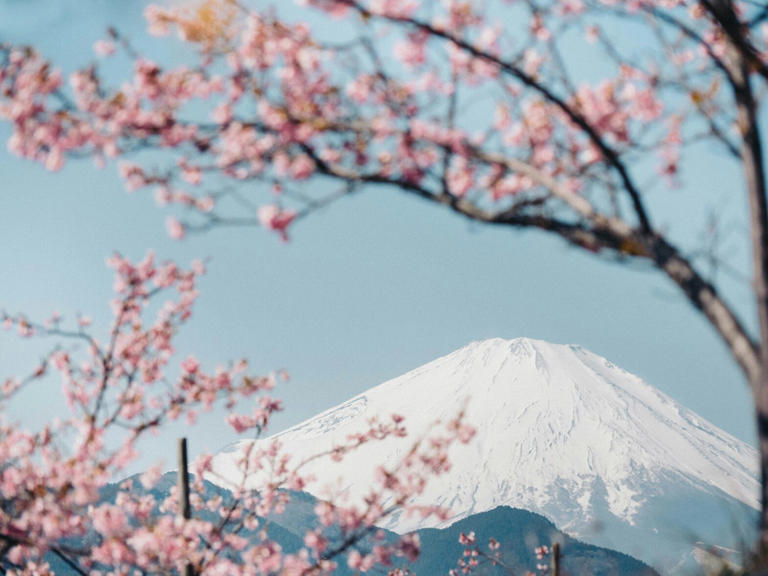 Here are the reasons why April is the best time to visit Japan. pictured: Mount Fuji with April Japanese Cherry Blossoms blooms