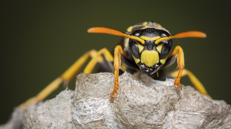 the weedy plant you don't want in your yard if you're trying to keep wasps away