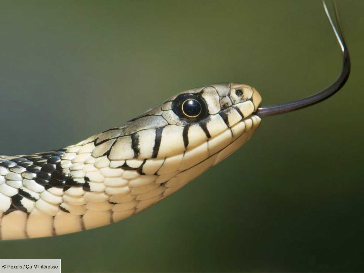 climat : les serpents venimeux pourraient migrer vers de nouveaux pays !