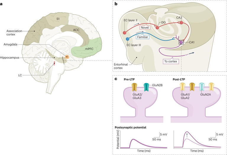 Why sleep soothes distress: Neurobiology explained