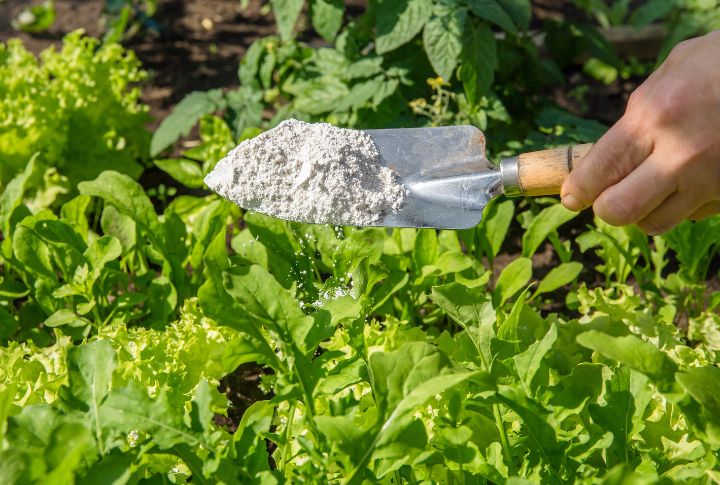 Here's How To Stop Pests From Eating Your Garden