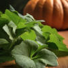 Pumpkin Leaves: How to Eat The Greens (& Why You Should)<br>
