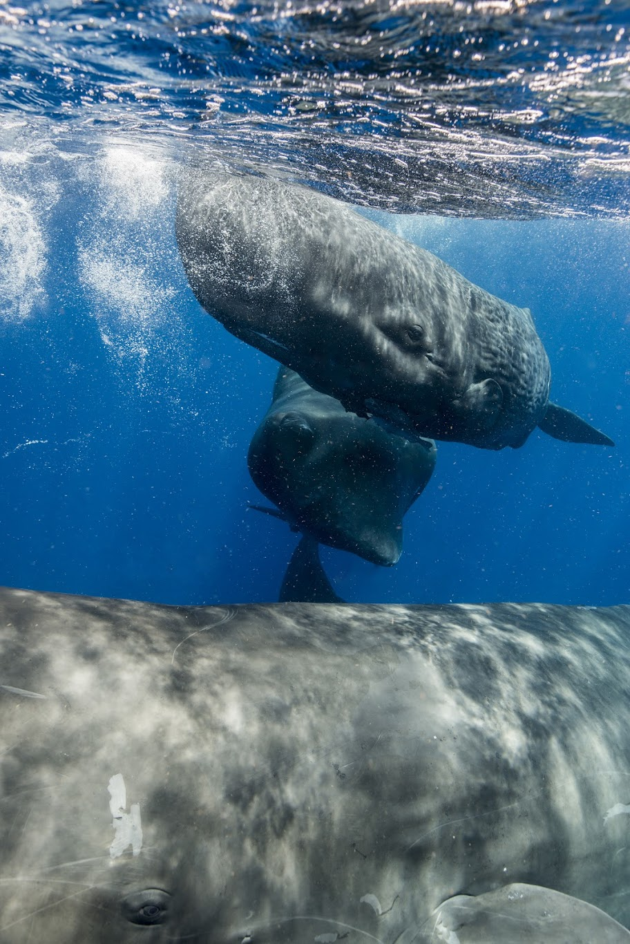sperm whales may have their own 'alphabet'