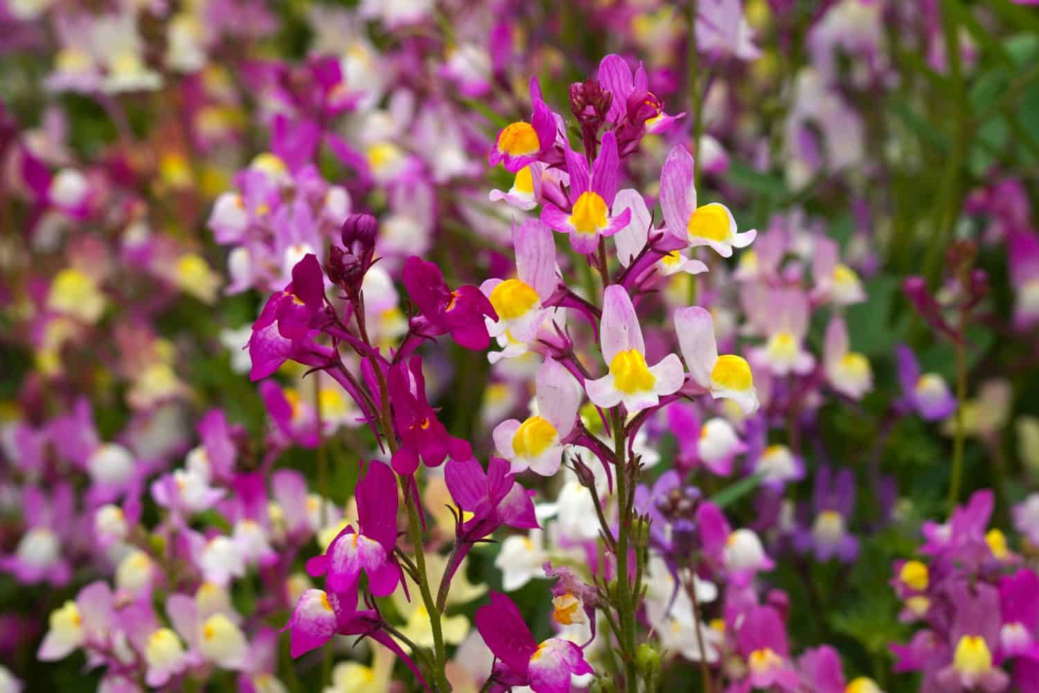 11 Beautiful Purple Flowers and Plants That Attract Hummingbirds