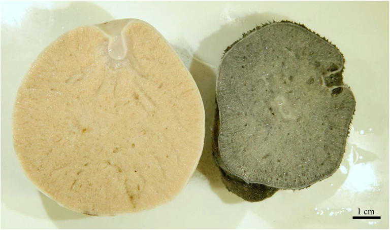 Cut through Geodia barretti. Left: Unexposed individual. Right: Individual from the experimental group exposed to crushed SMS deposits for 21 days, 12 h a day. Accumulated SMS particles have colored the mesohyl black throughout the sponge. Credit: Deep Sea Research Part I: Oceanographic Research Papers (2024). DOI: 10.1016/j.dsr.2024.104311