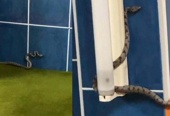 son 20 günde 3'üncü vaka! antalya'da camiyi yılanlar bastı