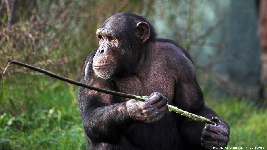 estudio revela prolongado desarrollo de habilidades en chimpancés