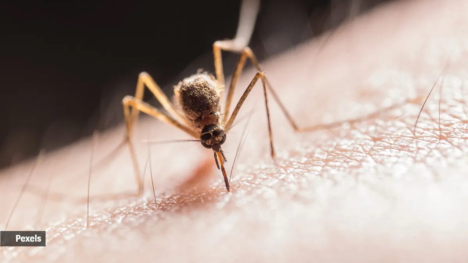 android, 3 kerala districts on alert after detection of west nile fever; thrissur native dies