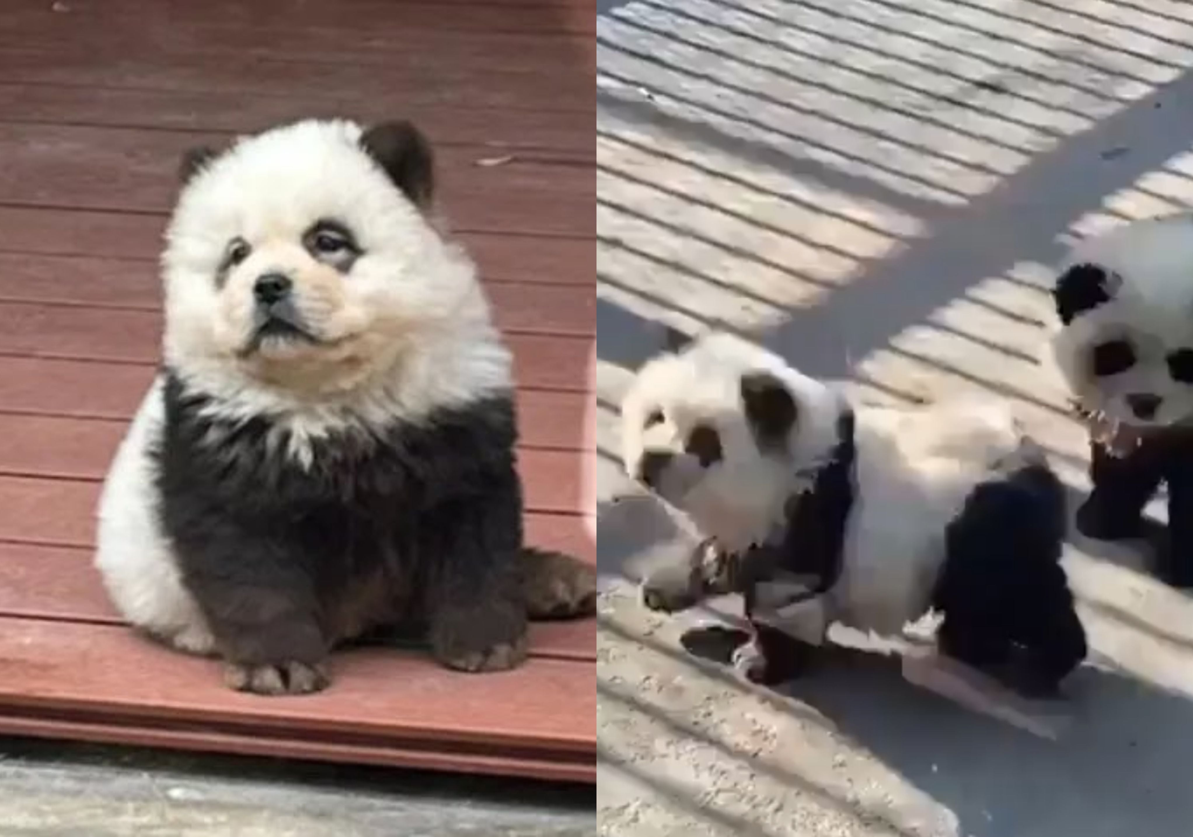 un engaño en blanco y negro: descubren a zoológico en china que pinta perros como pandas para atraer visitantes