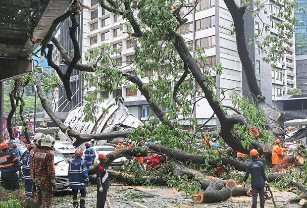 dbkl told to keep tabs on the city’s ageing trees