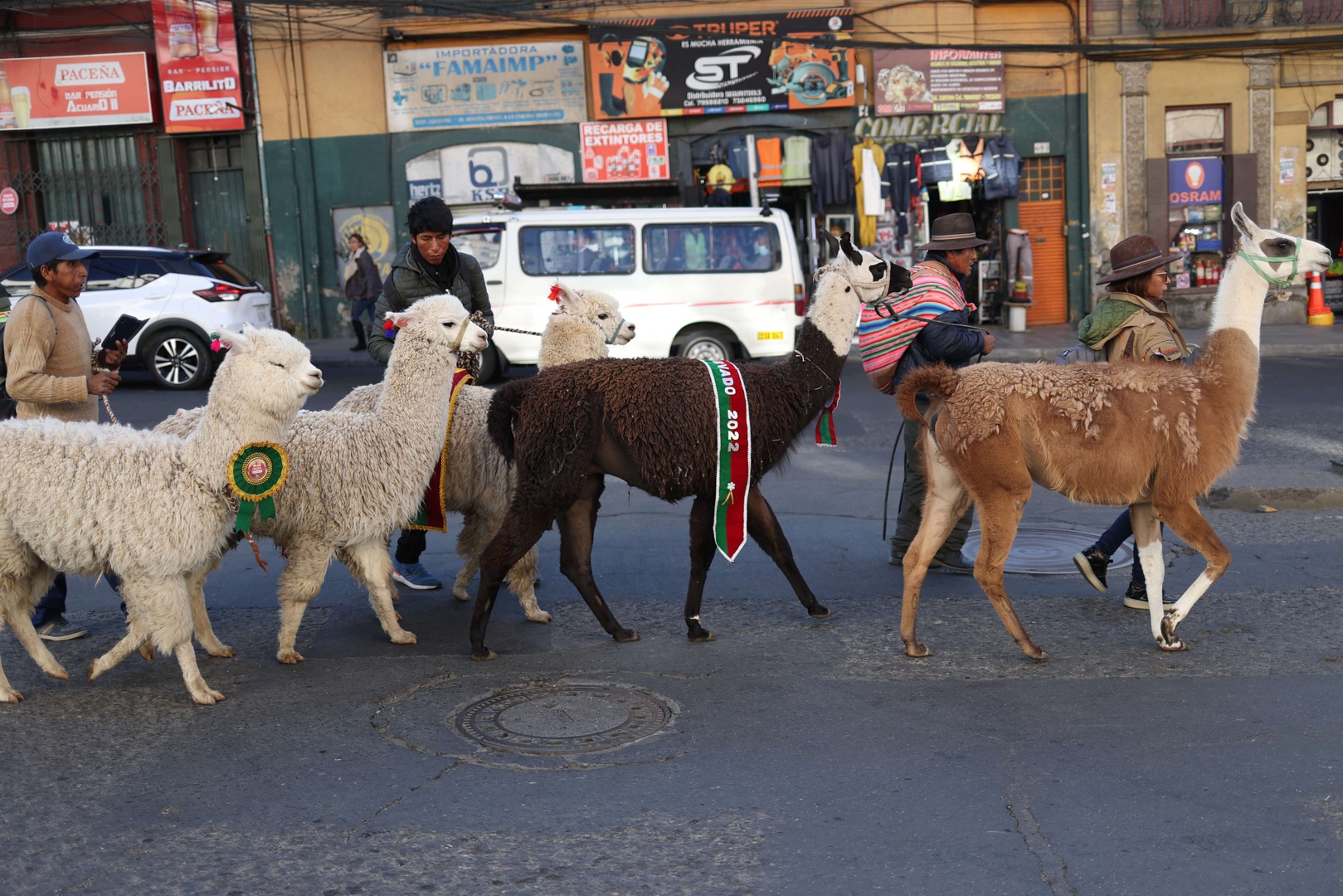 bolivia, la joya de la corona de las inversiones del fida en la producción de camélidos