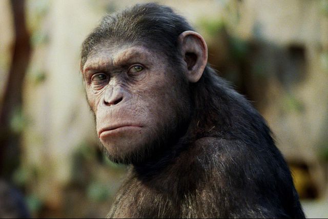 how to, how to watch all of the “planet of the apes” movies in order