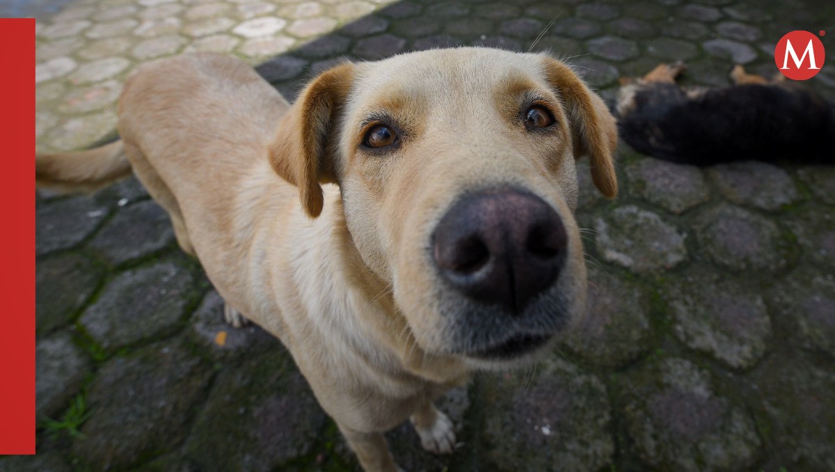 ¿quieres esterilizar a tu mascota? control canino torreón tendrá campaña gratuita