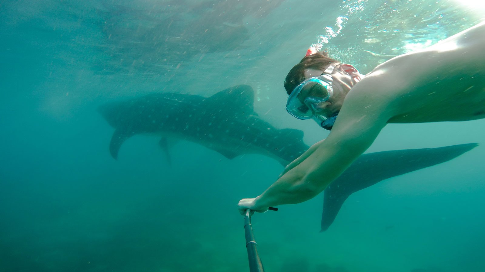 <p>You may be familiar with “Shark Week” on the Discovery Channel, but how about swimming with whale sharks off the coast of Mexico?</p><p>Although a whale shark is technically a fish, they’re still impressive animals that weigh around 20,000 pounds and have more than 350 rows of teeth. You can dive into the Caribbean Sea and snorkel or swim alongside the largest fish in the ocean by joining one of many tours throughout the Cancun area. </p><p>Several whale shark tours provide transportation and meals for your day trip out on the water. You might also see other marine life like dolphins and turtles who frequent the area and add to the excitement of exploring the Yucatan coast.</p><p>You may never get the chance to swim with whale sharks again, so you might as well go for it. </p>