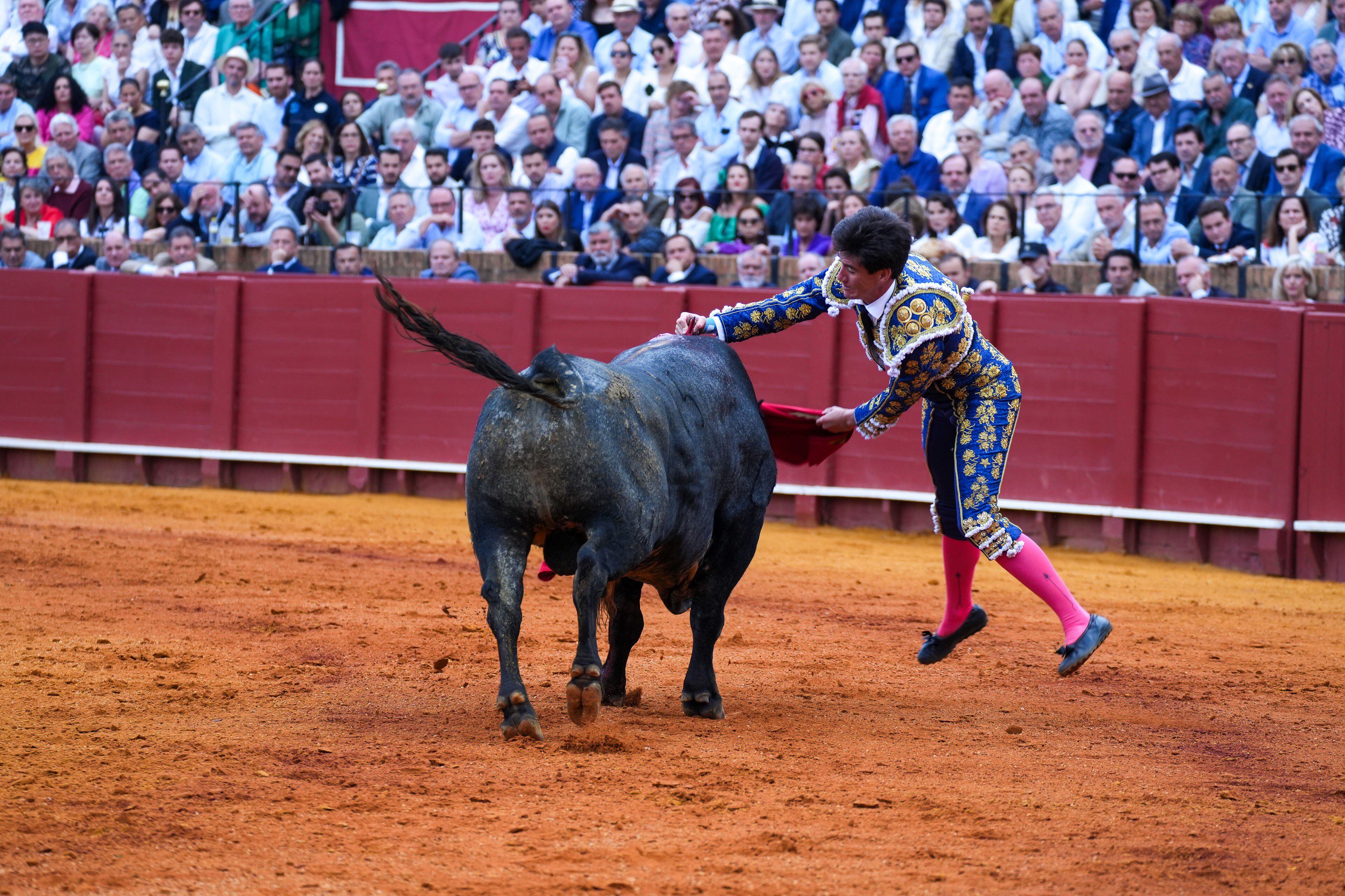 por qué las corridas de toro nuevamente están en la polémica en españa