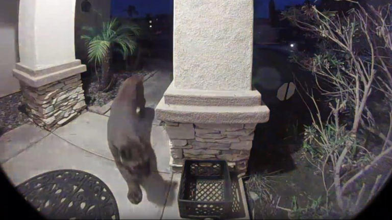 Ring camera catches mountain lion in front of North County home