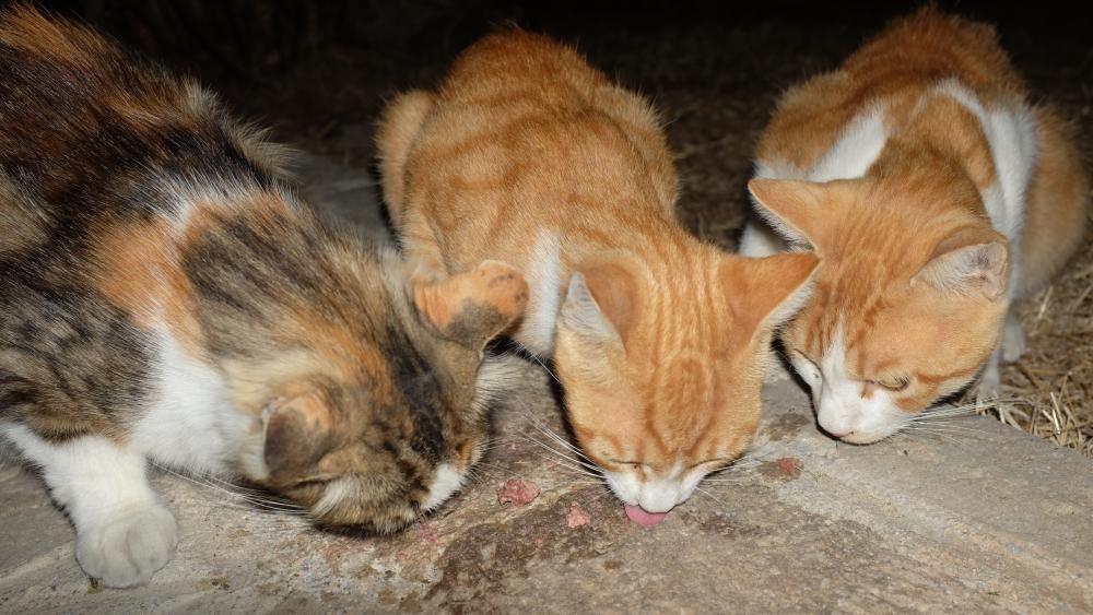 Appeal to rehome more than 40 feral cats