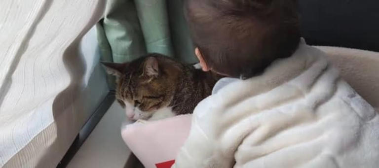 日向ぼっこのため…』赤ちゃんに抱きしめられても我慢しちゃう猫