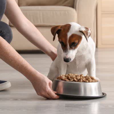 犬の寿命を縮めてしまう『ご飯の食べさせ方』３選…与えるときのタブーと意識すべきポイントとは
