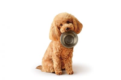 犬の寿命を縮めてしまう『ご飯の食べさせ方』３選…与えるときのタブーと意識すべきポイントとは