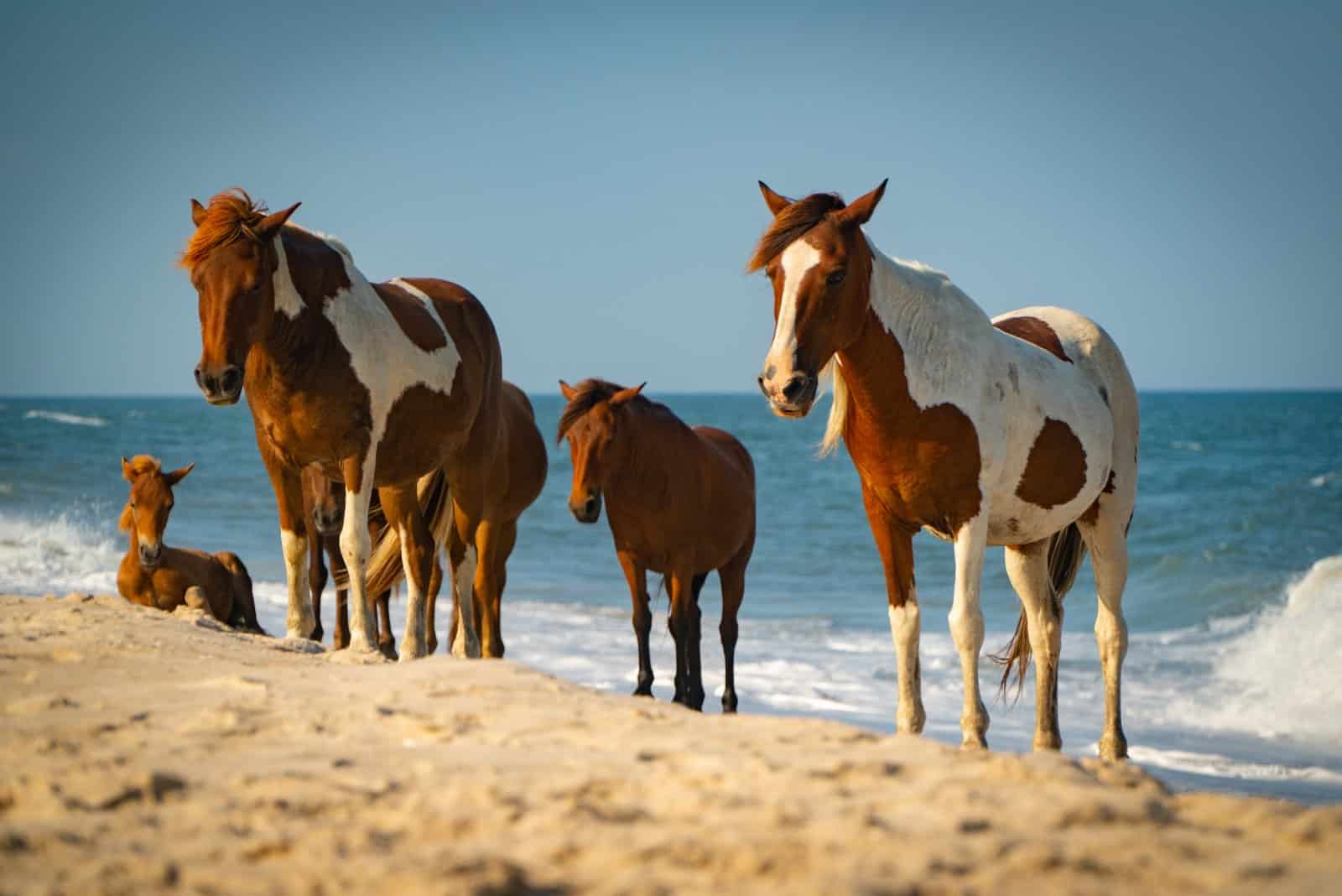 <p class="wp-caption-text">Image Credit: Shutterstock / amygofish</p>  <p><span>Meet the wild ponies and enjoy the serene beaches. These islands offer a quieter beach experience with charming bed and breakfasts or budget-friendly campgrounds.</span></p>