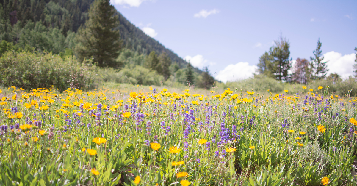 15 Breathtaking U.S. Destinations To See Spring Wildflowers